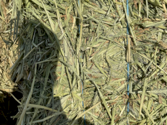 2024 Wheaten Hay 8x4x3