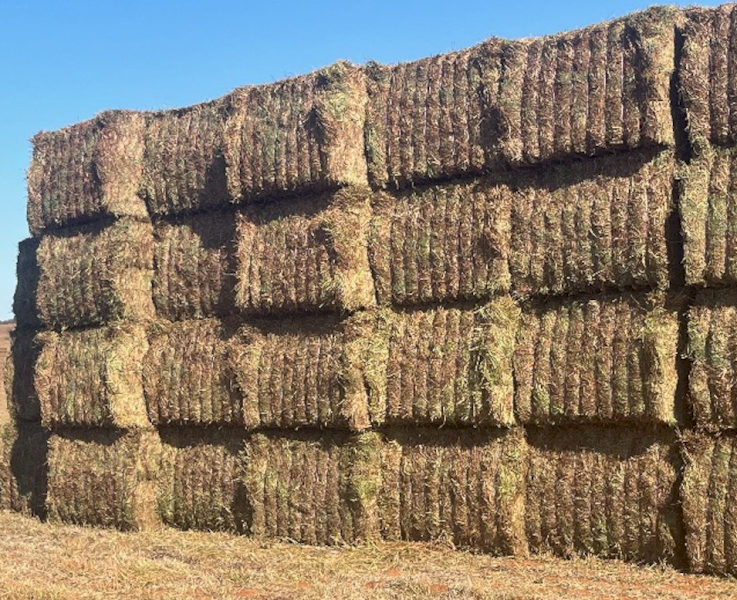 500mt Vetch Hay 680kg 8x4x3 Bales