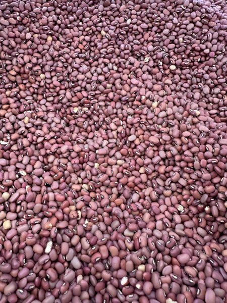 4MT Cowpea Seed