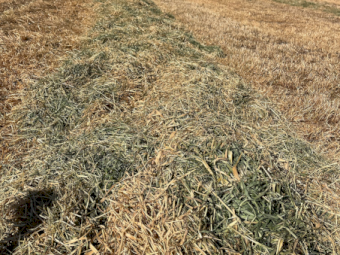 325mt Oaten Rye Hay 650kg 8x4x3 Bales (New Season)