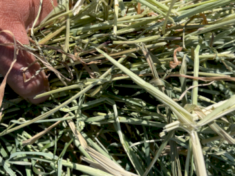 325mt Oaten Rye Hay 650kg 8x4x3 Bales (New Season)