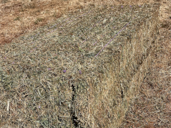 325mt Oaten Rye Hay 650kg 8x4x3 Bales (New Season)