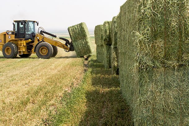 WANTED Organic Hay suitable for Sheep and Cattle