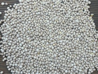 80 mt Lupins