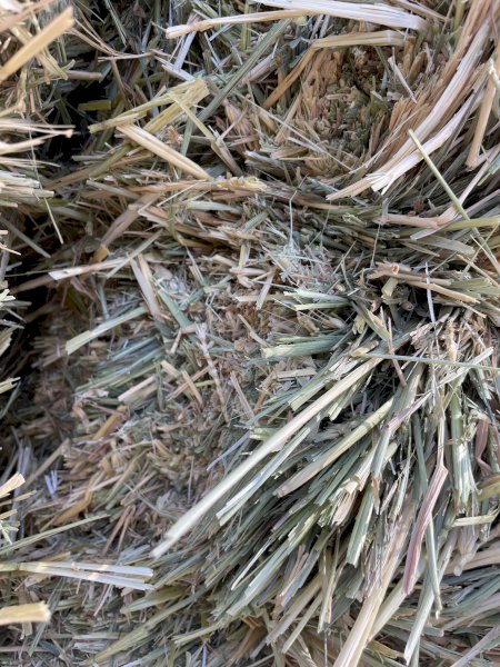 250mt Wheaten Hay 650-700kg Bales