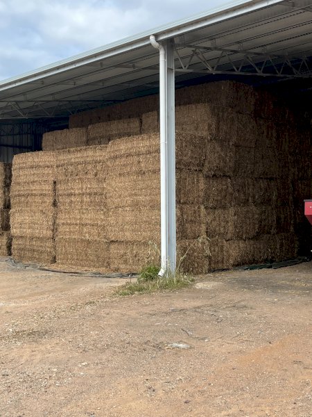 250mt Vetch Hay 580-600kg 8x4x3 Bales