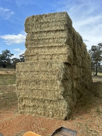 2024 Wheaten Hay 8x4x3
