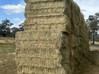 2024 Wheaten Hay 8x4x3