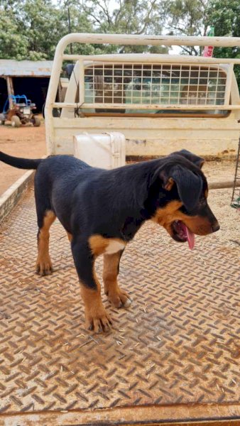 6x Kelpie Puppies For Sale