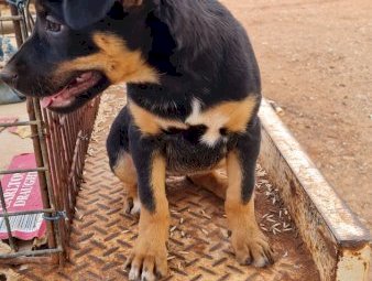 6x Kelpie Puppies For Sale