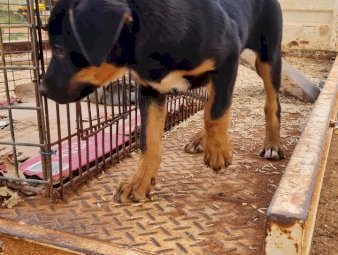 6x Kelpie Puppies For Sale