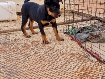 6x Kelpie Puppies For Sale