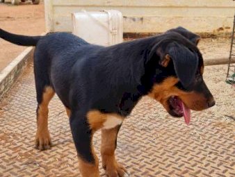 6x Kelpie Puppies For Sale
