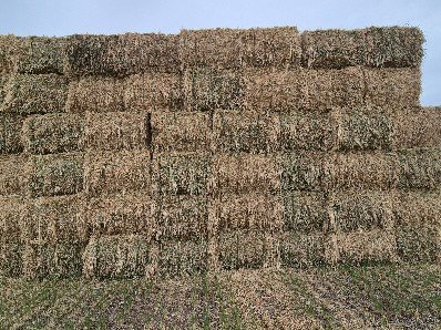 Barley & Wheaten Hay 620-650kg 8x4x3 Bales (New Season)