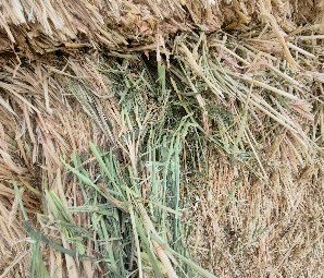 Barley & Wheaten Hay 620-650kg 8x4x3 Bales (New Season)