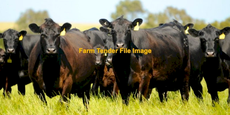 Angus Cows and Calves