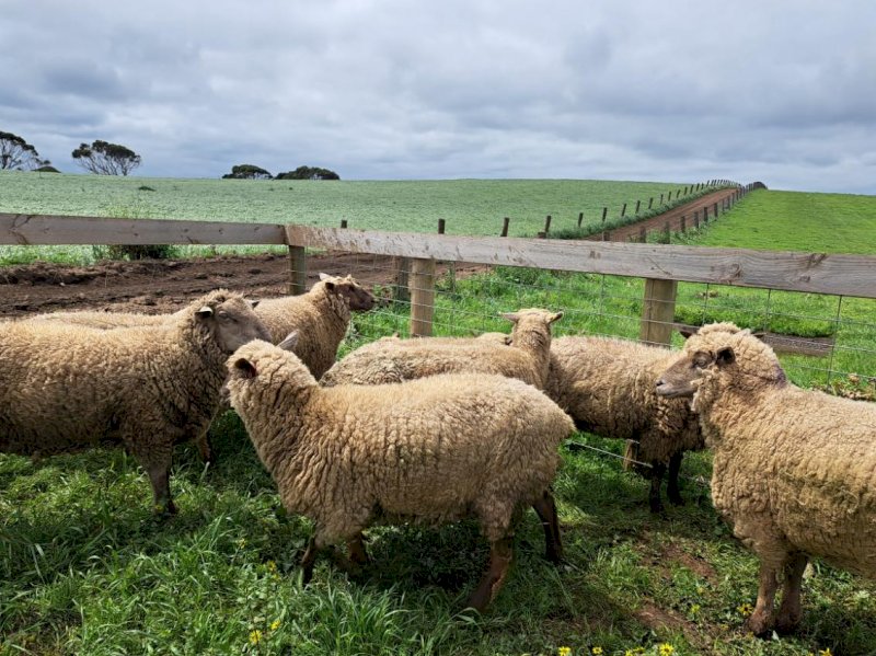 South Suffolk Ewes x 20