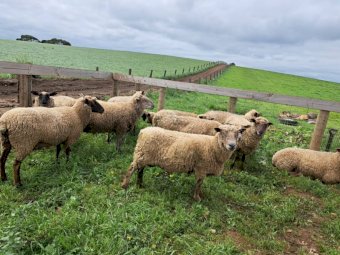 South Suffolk Ewes x 20