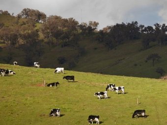 WANTED 600-1000 acre Dairy Farm Lease