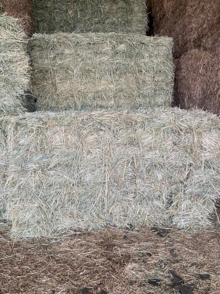 3000 x Oaten Hay Small Squares