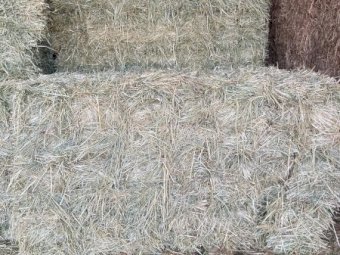3000 x Oaten Hay Small Squares