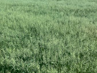 3000 x Oaten Hay Small Squares
