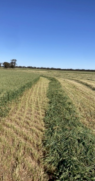 2024 Wheaten Hay