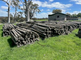 Used Treated Pine Posts x 20 Bundles