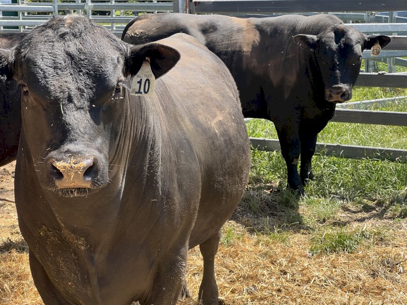 Angus Bulls x 4