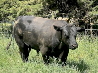 Angus Bulls x 4
