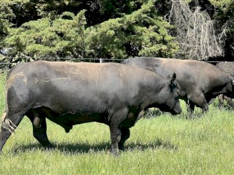 Angus Bulls x 4
