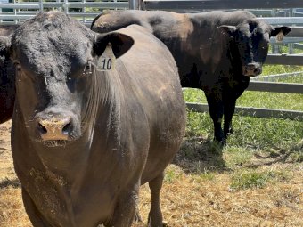 Angus Bulls x 4