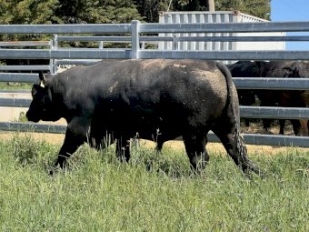 Angus Bulls x 4