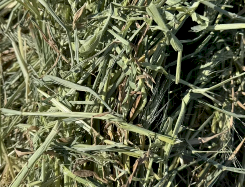 2024 Wheaten Hay 8x4x3