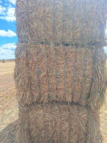 80 mt Barley Hay 700kg 8x4x3 Bales