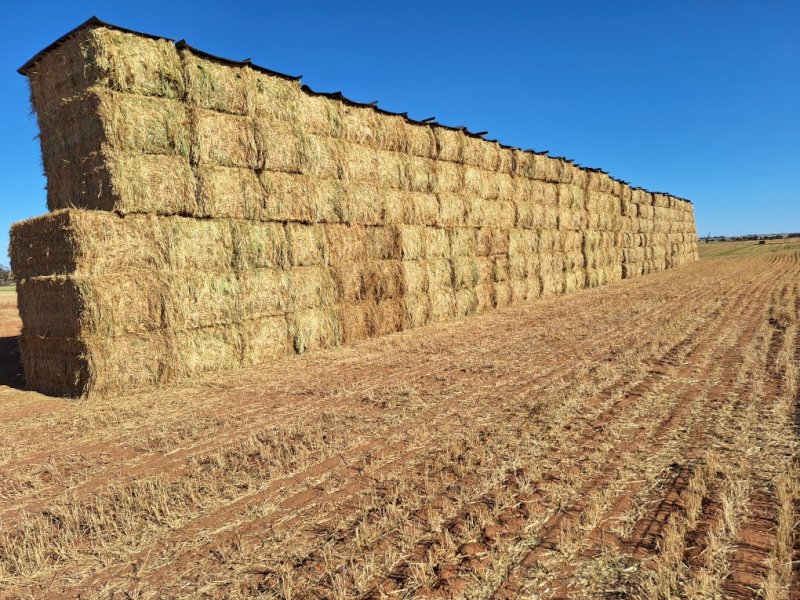500mt Wheaten Hay 650-700kg 8x4x3 Bales