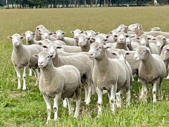 *PRICE REDUCED* Ballark Premium Poll Dorset Rams