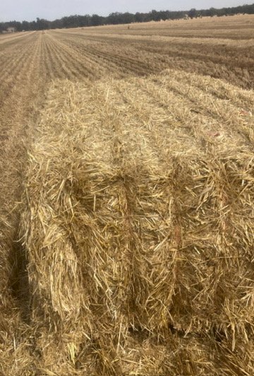 2024 1000MT  Barley Straw 8x4x3