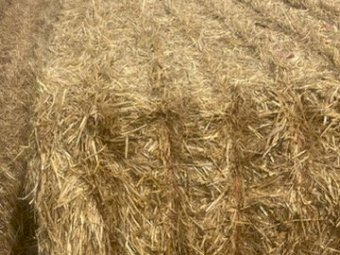 2024 1000MT  Barley Straw 8x4x3