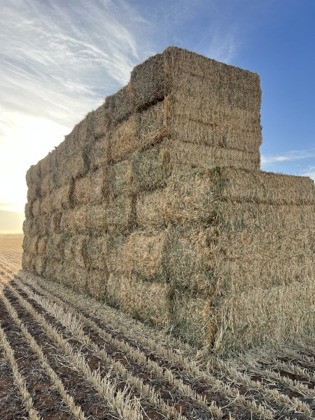600 m/t 2024 Wheaten Hay 8x4x3