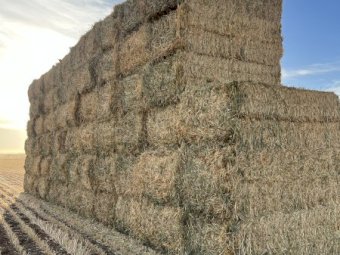 600 m/t 2024 Wheaten Hay 8x4x3