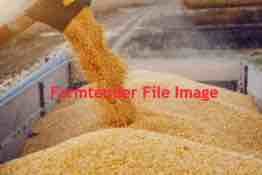 370mt P1837 Yellow Grit Maize