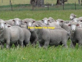 WANTED Sheep Agistment for dry ewes or ewes and lambs or weaners