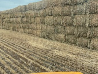 80mt Barley Hay 8x4x3 Bales Top Bales