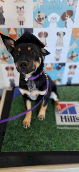 Kelpie Cross Cattle Pup