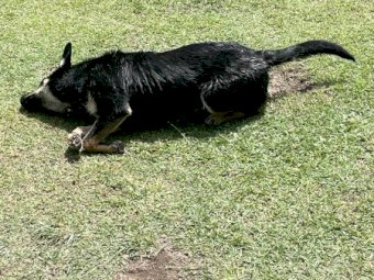Kelpie Cross Cattle Pup