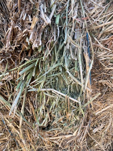 Vetch and Canola Hay 2024 Season
