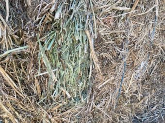 Vetch and Canola Hay 2024 Season