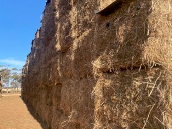 Vetch and Canola Hay 2024 Season