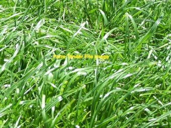 WANTED Annual Rye Grass Seed